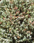 Crassula Pruinosa