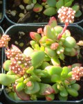 Crassula Pubescens