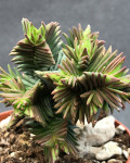 Crassula pyramidalis x congesta