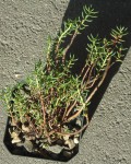 Crassula Sarcocaulis