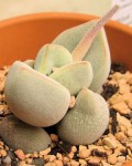 Crassula Sericea