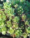 Crassula Setulosa