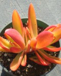 Crassula Subacaulis