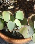 Crassula Tecta