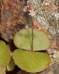 Crassula Umbella