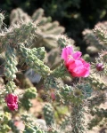 Cylindropuntia imbricata