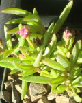 Delosperma Crassuloides