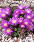 Delosperma Deilanthoides