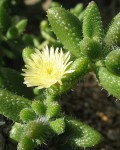 Delosperma Echinatum