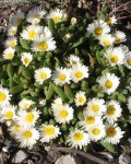 Delosperma Esterhuyseniae