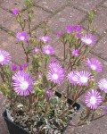 Delosperma Floribundum