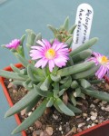 Delosperma Harazianum