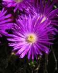 Delosperma Lavisiae