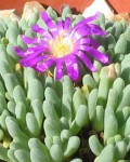 Delosperma Sphalmanthoides