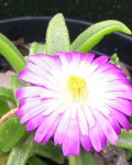 Delosperma Sutherlandii