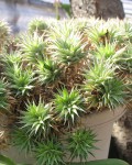 Deuterocohnia Brevifolia