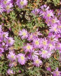 Drosanthemum Floribundum