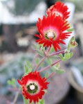 Drosanthemum Speciosum