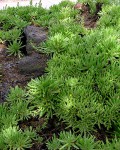 Dudleya Anomola