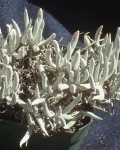 Dudleya Attenuata