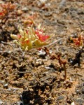 Dudleya Blochmaniae