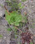 Dudleya Brittonii