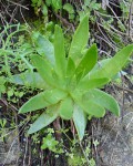 Dudleya Caespitosa