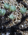 Dudleya Campanaulata