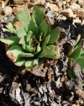 Dudleya Candelabrum