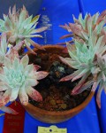 Dudleya Candida