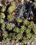 Dudleya Cultrata