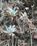 Dudleya Cymosa