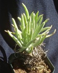 Dudleya Densiflora