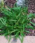 Dudleya Edulis