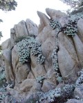 Dudleya Farinosa