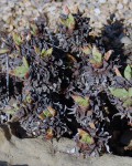 Dudleya Formosa