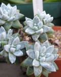 Dudleya Gnoma