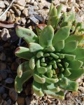 Dudleya Greenei