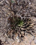 Dudleya Ingens