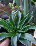 Dudleya Lanceolata