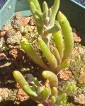 Dudleya Multicaulis