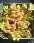 Dudleya Nesiotica