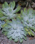 Dudleya Pachyphytum