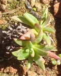 Dudleya Pauciflora