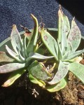 Dudleya Saxosa