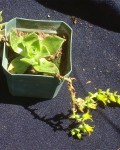 Dudleya Stolonifera