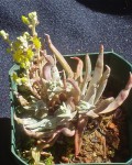 Dudleya Verityi