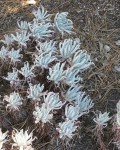 Dudleya Virens