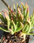 Dudleya Viscida