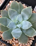 Echeveria bakeri